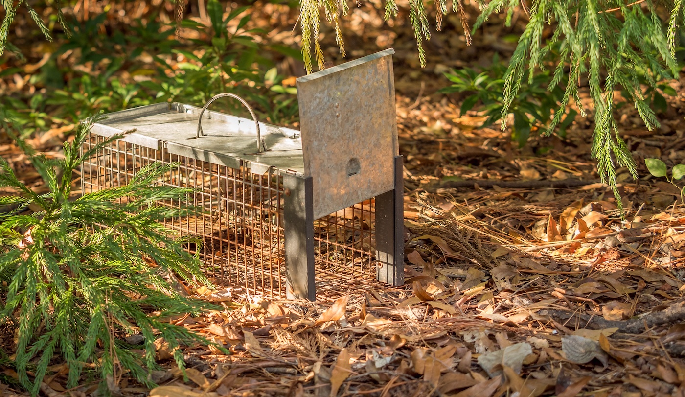 humane rodent removal
