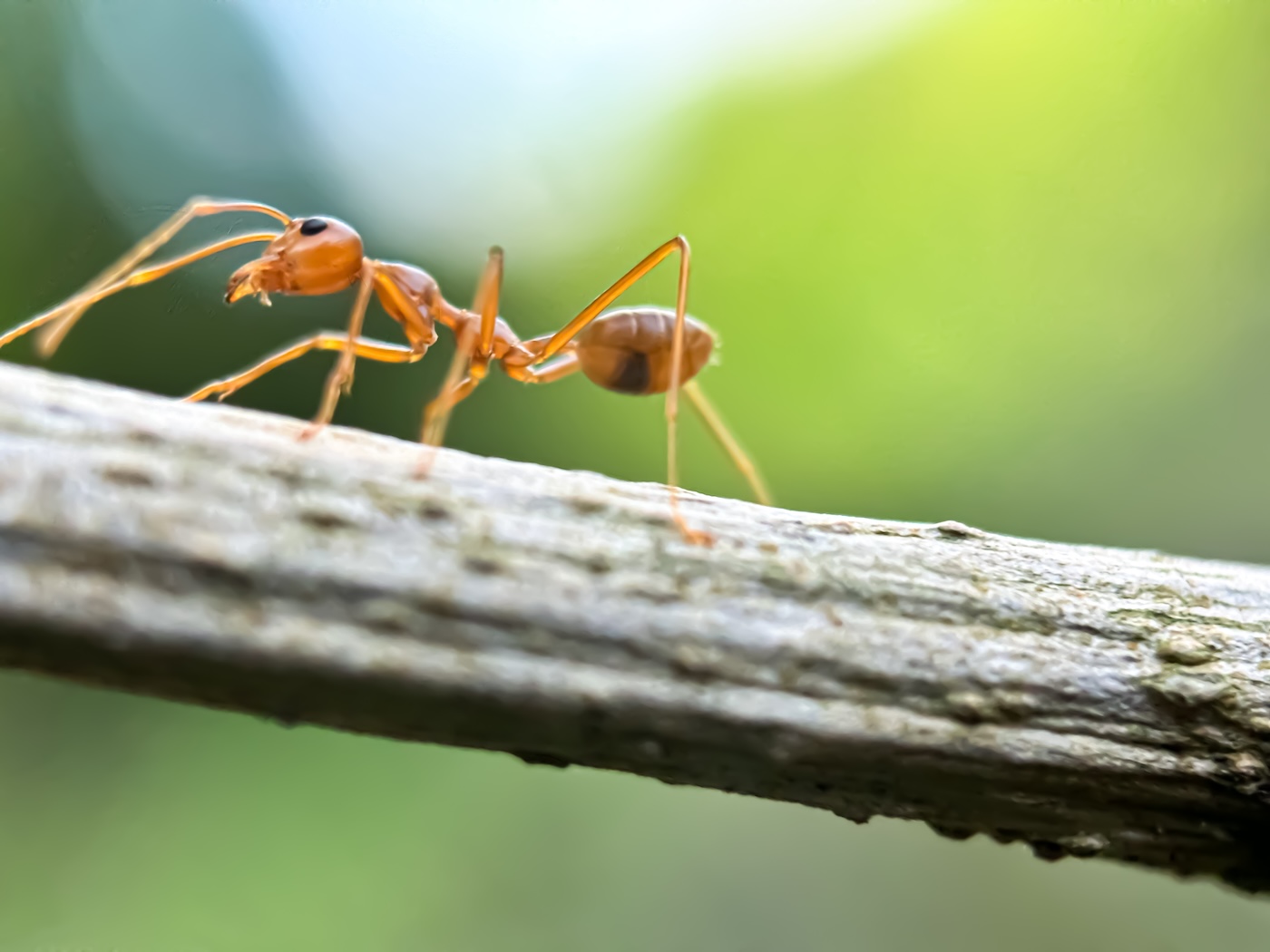 pest control for ants dallas