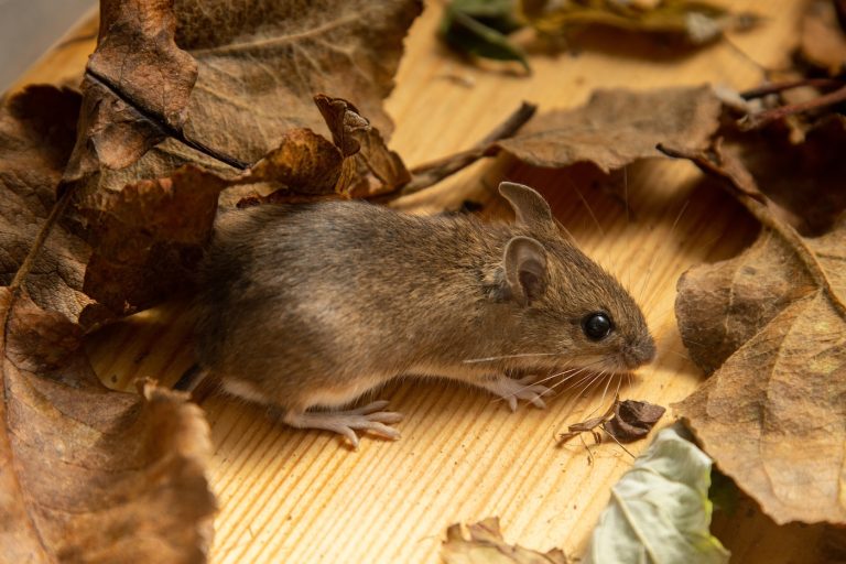 humane mouse removal