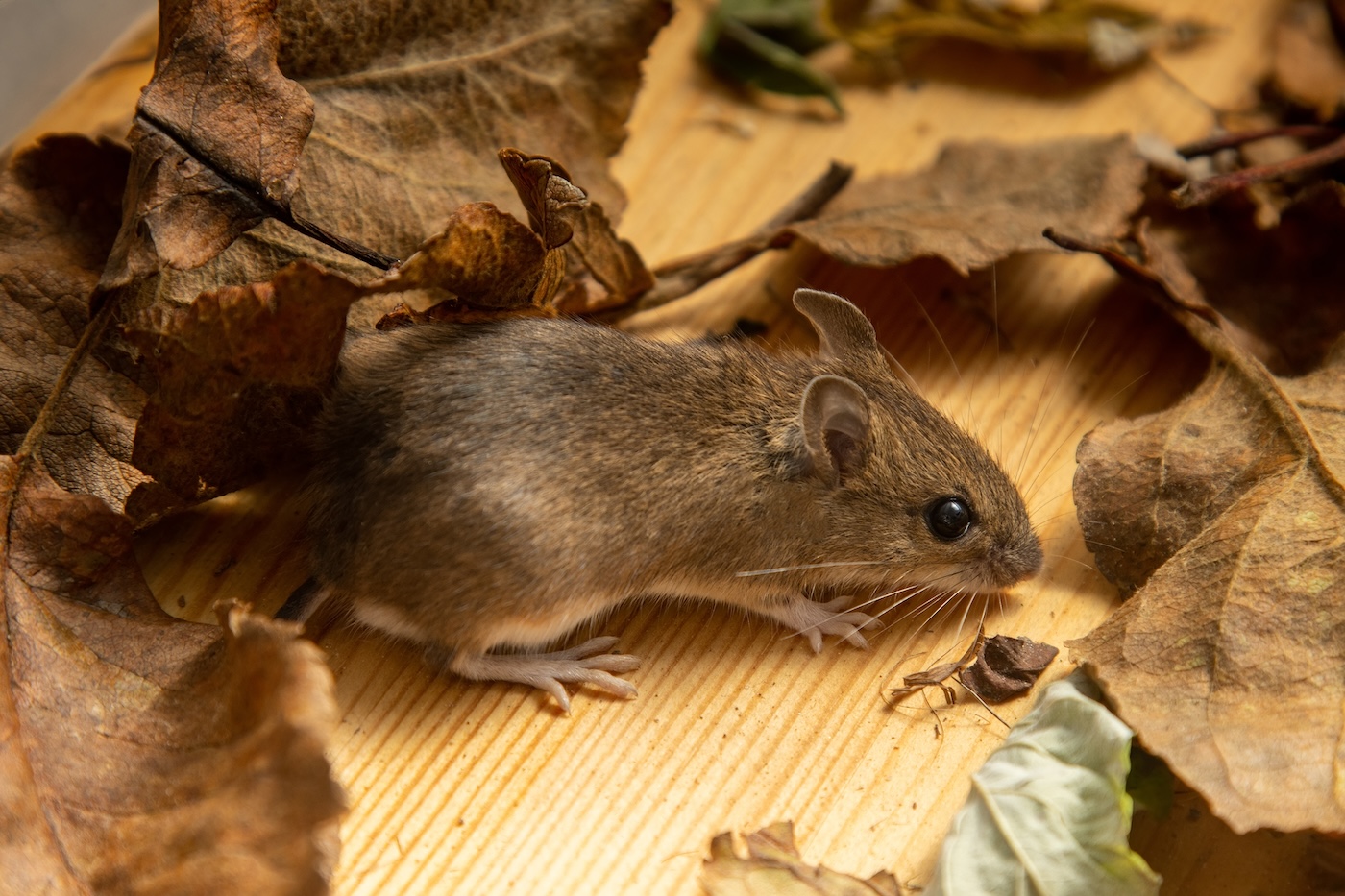 humane mouse removal